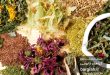 تصویر گیاهان دارویی کمیاب