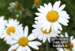 عکس گل بابونه رومی