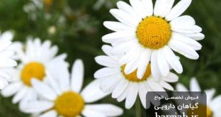 عکس گل بابونه رومی