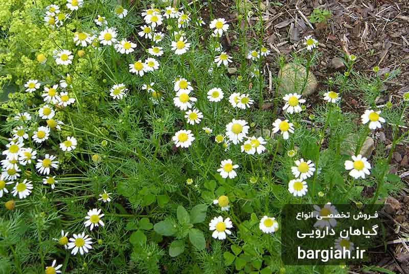 تصویر گل بابونه آلمانی