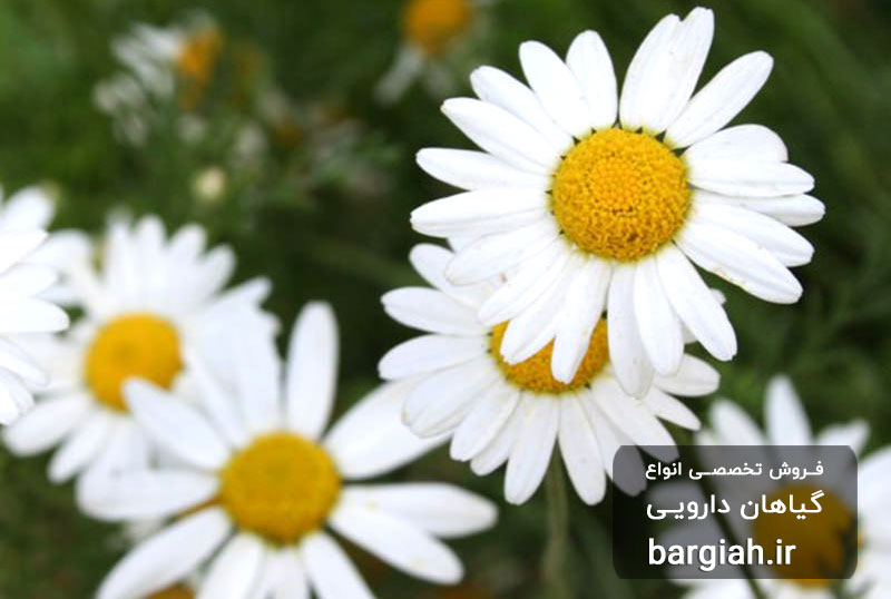 تصویر گل بابونه رومی